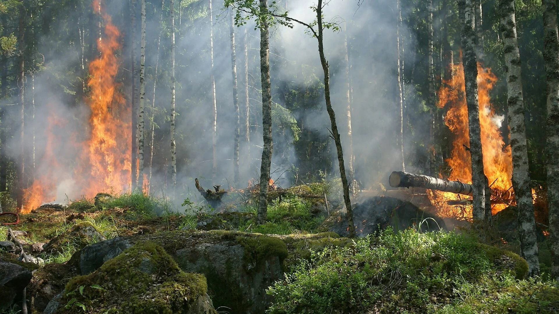 Incendi boschivi - dal 15 giugno periodo di grave pericolosità